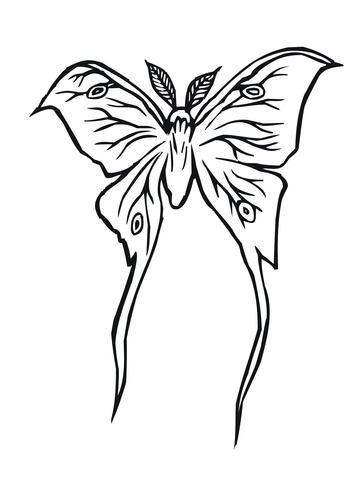 Luna Moth Coloring page