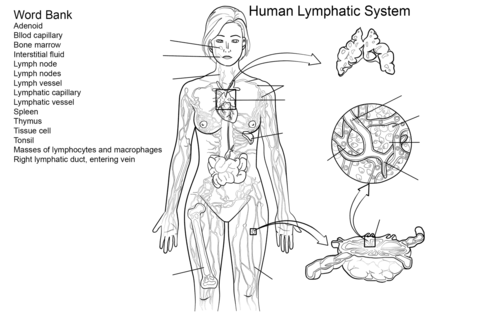 Lymphatic System Worksheet Coloring page