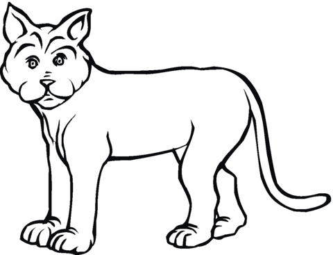 Lynx 19 Coloring page