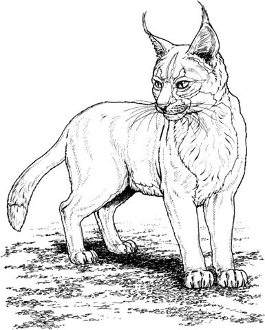 Lynx 7 Coloring page