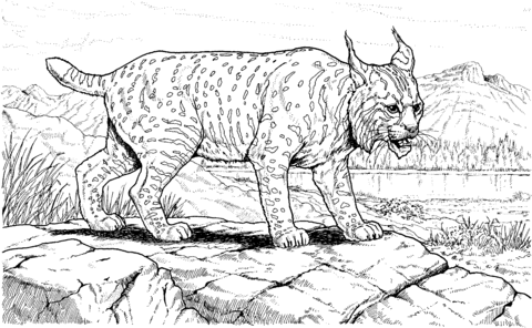 Canadian Lynx Coloring page