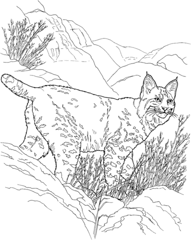 Canada Lynx Coloring page