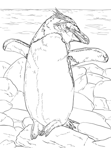Macaroni Penguin Basking in the Sun Coloring page