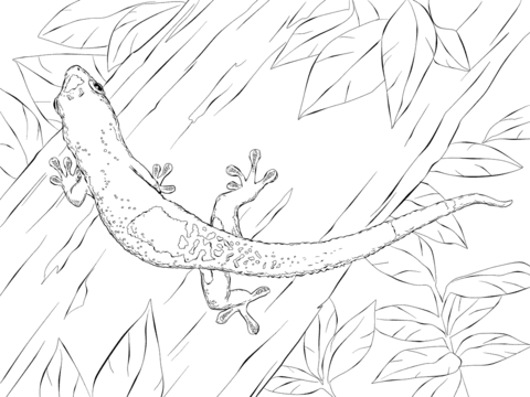 Madagascar Day Gecko Coloring page