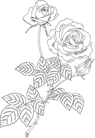 Magic Hybrid Tea Bush Rose Coloring page