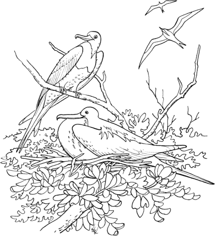 Magnificent Frigatebird Coloring page