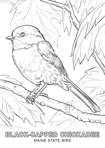Maine State Bird Coloring page