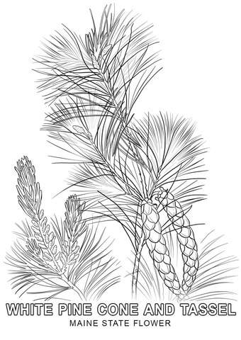 Maine State Flower Coloring page