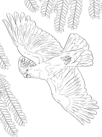 Major Mitchell's or Pink Cockatoo Coloring page