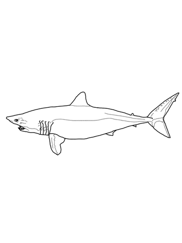Mako Shark Coloring page
