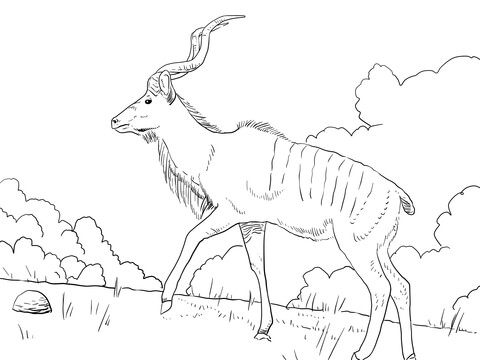 Male Greater Kudu   Coloring page