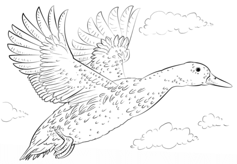 Mallard Duck in Flight Coloring page