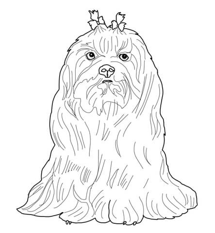 Maltese Dog Coloring page