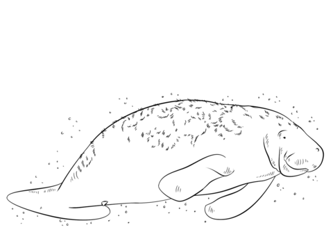 Manatee Coloring page
