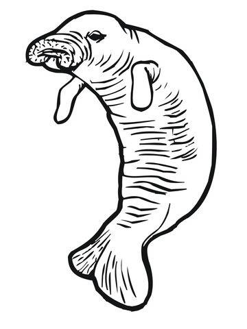 Manatee or Sea Cow Coloring page