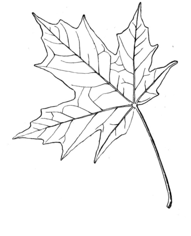 Sugar maple leaf Coloring page