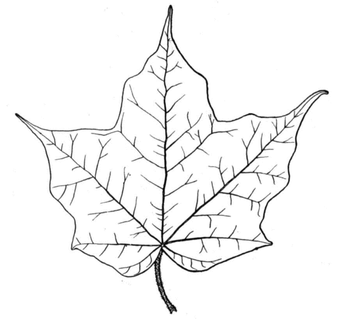 Black maple leaf Coloring page