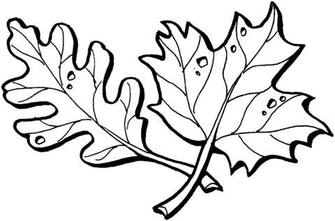 Maple and Oak Leaves  Coloring page
