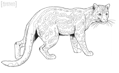 Margay Cat Coloring page