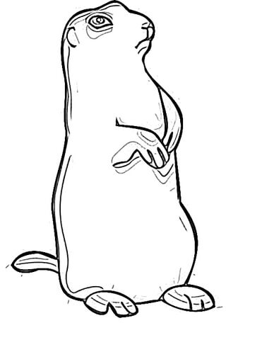 Marmot  Coloring page