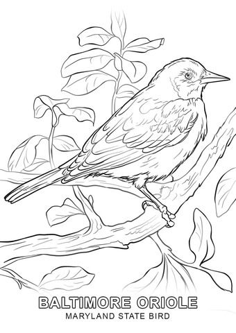 Maryland State Bird Coloring page