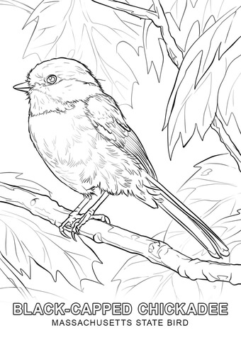 Massachusetts State Bird Coloring page