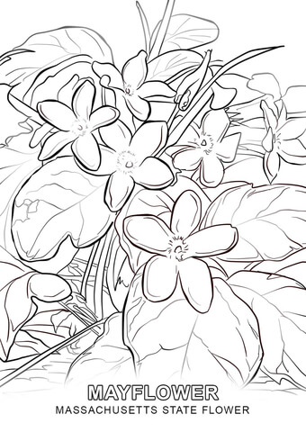 Massachusetts State Flower Coloring page