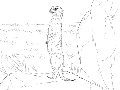 Meerkat standing Coloring page