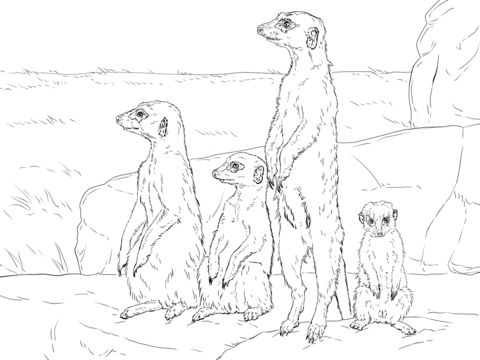 Meerkats standing up Coloring page