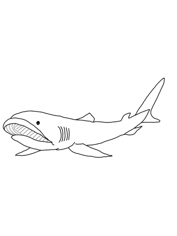 Megamouth Shark Coloring page