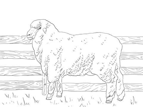 Merino Sheep Coloring page