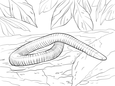 Mexican Burrowing Caecilian Coloring page