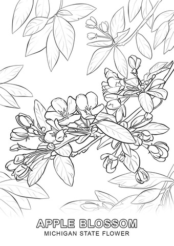 Michigan State Flower Coloring page