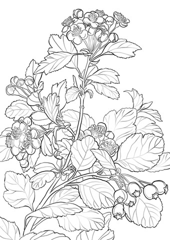 Midland Hawthorn Coloring page