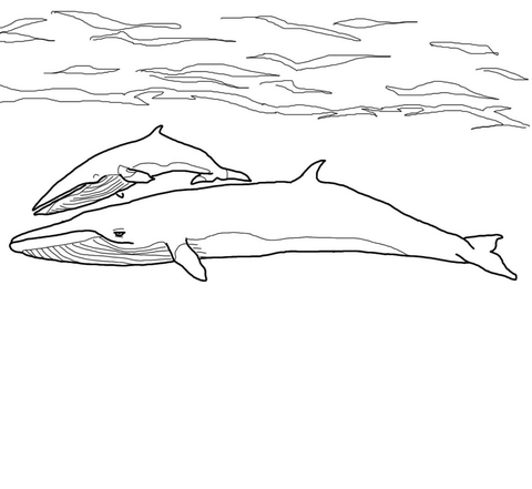 Minke Whale Mother and Baby Coloring page