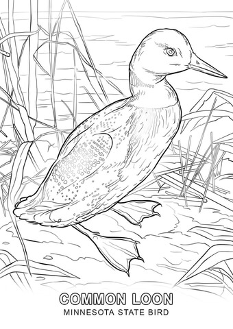 Minnesota State Bird Coloring page