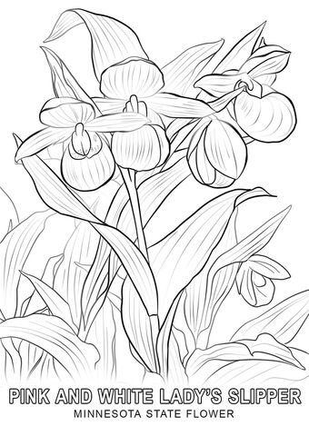 Minnesota State Flower Coloring page