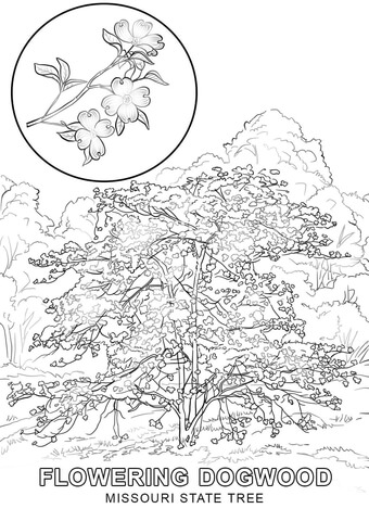 Missouri State Bird Coloring Page Free Printable Pages Tree Fish