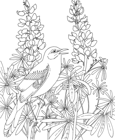 Mockingbird and Bluebonnet Texas State Bird and Flower Coloring page