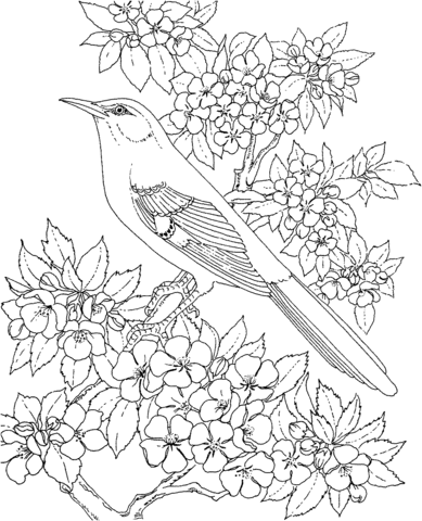 Arkansas Mockingbird and Apple Blossom Coloring page