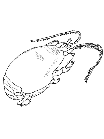 Mole Crab Coloring page