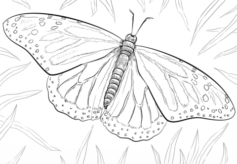 Monarch Butterfly Coloring page