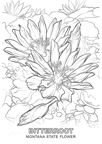 Montana State Flower Coloring page