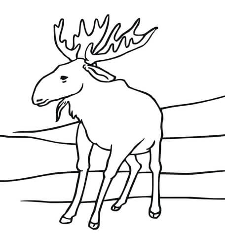 Moose Coloring page