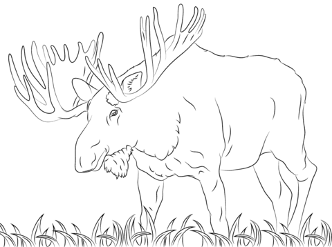 Walking Moose Coloring page