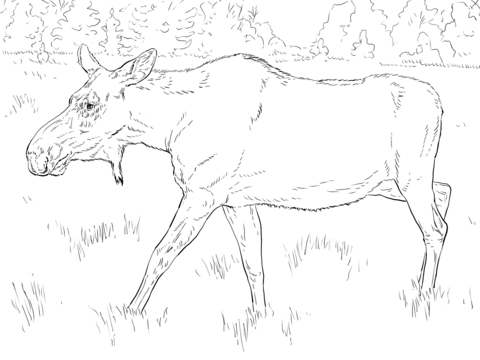 Moose Cow Coloring page