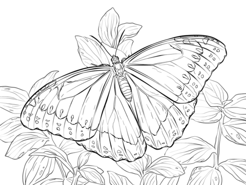 Morpho Peleides Butterfly Coloring page
