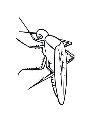 Mosquito Coloring page
