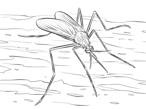 Mosquito Culiseta Longiareolata Coloring page