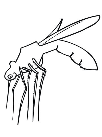 Mosquito is Ready to Bite Coloring page